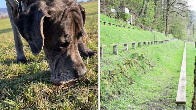 Kronach: Tierheim warnt vor Giftköder
