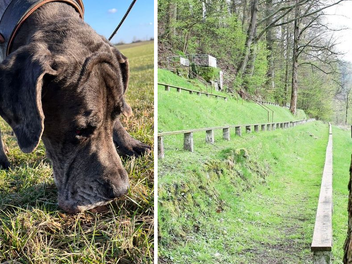 Kronach: Tierheim warnt vor Giftk&ouml;der