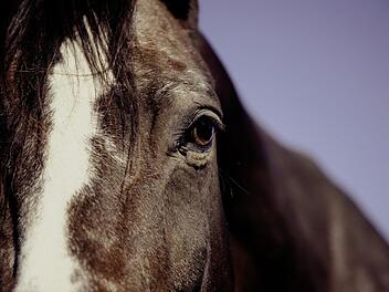 Das Pferd st&uuml;rzte aus dem Anh&auml;nger auf die Fahrbahn. Das Tier wurde nur leicht verletzt.