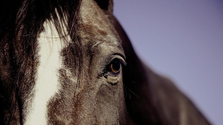 Das Pferd st&uuml;rzte aus dem Anh&auml;nger auf die Fahrbahn. Das Tier wurde nur leicht verletzt.