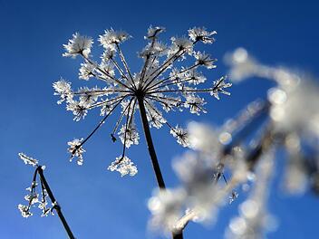 Der milde Winter bekommt der Natur nicht. Doch der Nachtfrost verschiebt sich in den letzten Jahren immer häufiger nach hinten. Symbolfoto: Karl-Josef Hildenbrand/dpa