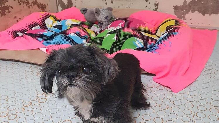 Tierheim N&uuml;rnberg nimmt s&uuml;&szlig;e H&uuml;ndin auf - "Ronja" wird von niemandem vermisst