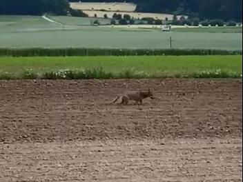 Vestenbergsgreuth: Landwirt begegnet mutmaßlichem Wolf an "Hauptspazierweg" - 15 tote Hühner gefunden