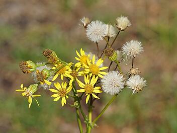 Blüten und Samenstände von Kreuzkraut (Jacobaea vulgaris, Senecio jacobaea), Familie Asteraceae, im Sommer in einem niederländischen Garten.