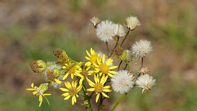 Blüten und Samenstände von Kreuzkraut (Jacobaea vulgaris, Senecio jacobaea), Familie Asteraceae, im Sommer in einem niederländischen Garten.