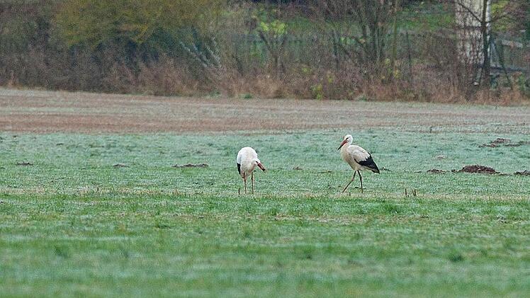 Foto: Hans-Peter Schönecker