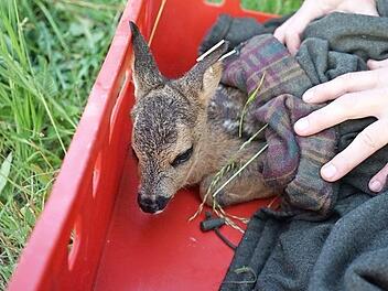 Das dank dem Drohneneinsatz gerettet Kitz.