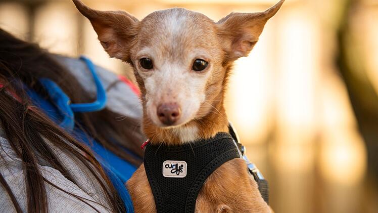 Tierheim Nürnberg: Hundeoma Bambi in Hausflur ausgesetzt?