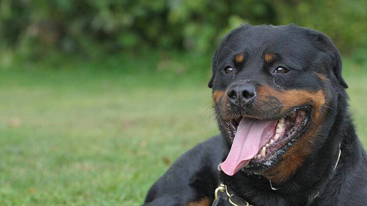 Kampfhund-Attacke in M&uuml;nchen: Ein aggressiver Rottweiler hat am Samstagabend mehrere Passanten und Polizisten angegriffen und gebissen. Die Polizei hat den Hund in der Folge erschossen Symbolfoto: Franziska Kraufmann/dpa