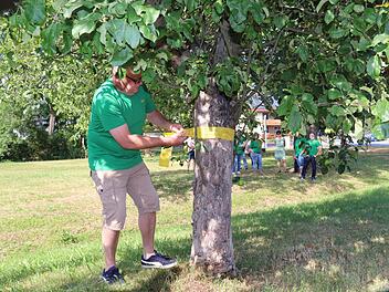 Rainer Harz, Vorsitzender des Gartenbauvereins, markiert den Stamm eines Apfelbaumes mit einem gelben Band. Das signalisiert: Hier darf jedermann ernten. Foto: Katrin Geyer