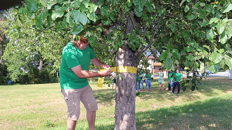 Rainer Harz, Vorsitzender des Gartenbauvereins, markiert den Stamm eines Apfelbaumes mit einem gelben Band. Das signalisiert: Hier darf jedermann ernten. Foto: Katrin Geyer