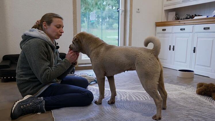 Die vierjährige Shar-Pei-Hündin lebt derzeit in "Stevies Hundesenioren-Hospiz".