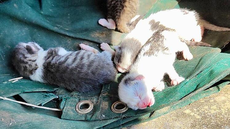 Katzenhilfe Würzburg schildert dramatischen Gartenfund - "zerreißt einem das Herz"