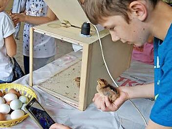 Ein Selfie mit einem frisch geschlüpften Küken war beim Ferienprogramm der Nüdlinger Kleintierzüchter möglich. Foto: Sigismund von Dobschütz