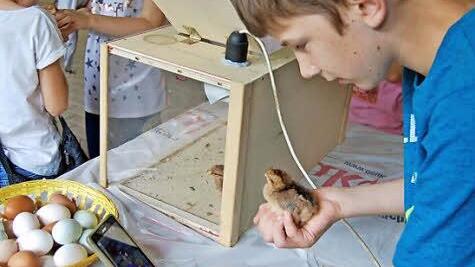 Ein Selfie mit einem frisch geschlüpften Küken war beim Ferienprogramm der Nüdlinger Kleintierzüchter möglich. Foto: Sigismund von Dobschütz