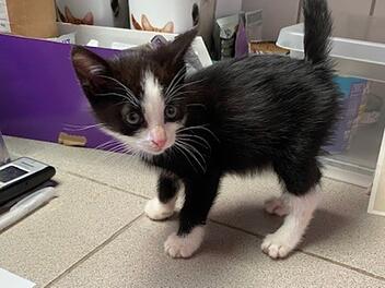Katzenbaby bei Feucht ausgesetzt: "Armer Ritter" allein an der Stra&szlig;e