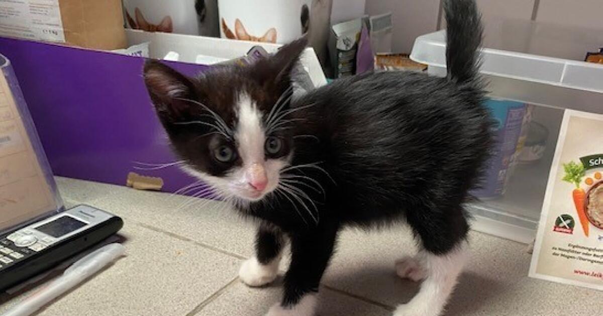 Schicksal von Babykatze macht Tierheim Feucht sehr betroffen: 'Gefahr ...