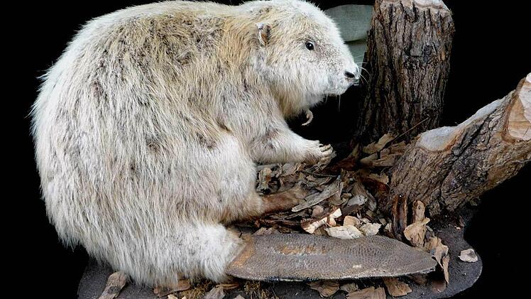 Ein ausgestopfter Biber