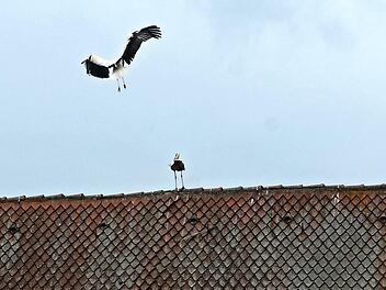 Stelldichein auf dem Schlossdach. Es scheint, also wollten die Artgenossen dem alleinerziehenden Storchenmann ihre Unterstützung anbieten.  Fotos: Heinz Czellnik