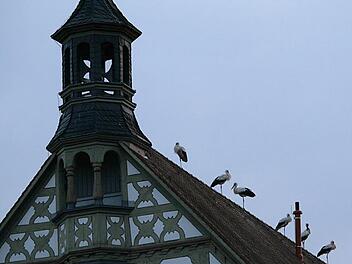 Auf dem Dach des Rathauses (unser Bild) und anderer Gebäude ließen sich die Störche nieder.  Foto: Ingrid Kohles