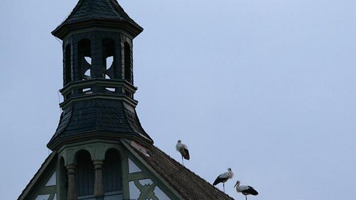 Auf dem Dach des Rathauses (unser Bild) und anderer Gebäude ließen sich die Störche nieder.  Foto: Ingrid Kohles