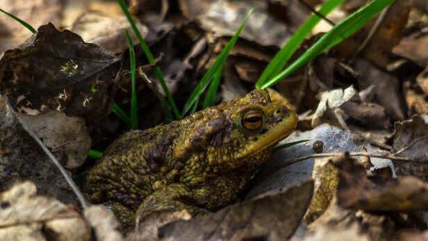 Erdkröte Foto: Bertram Steiner