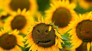 Sonnenblumen in Kansas