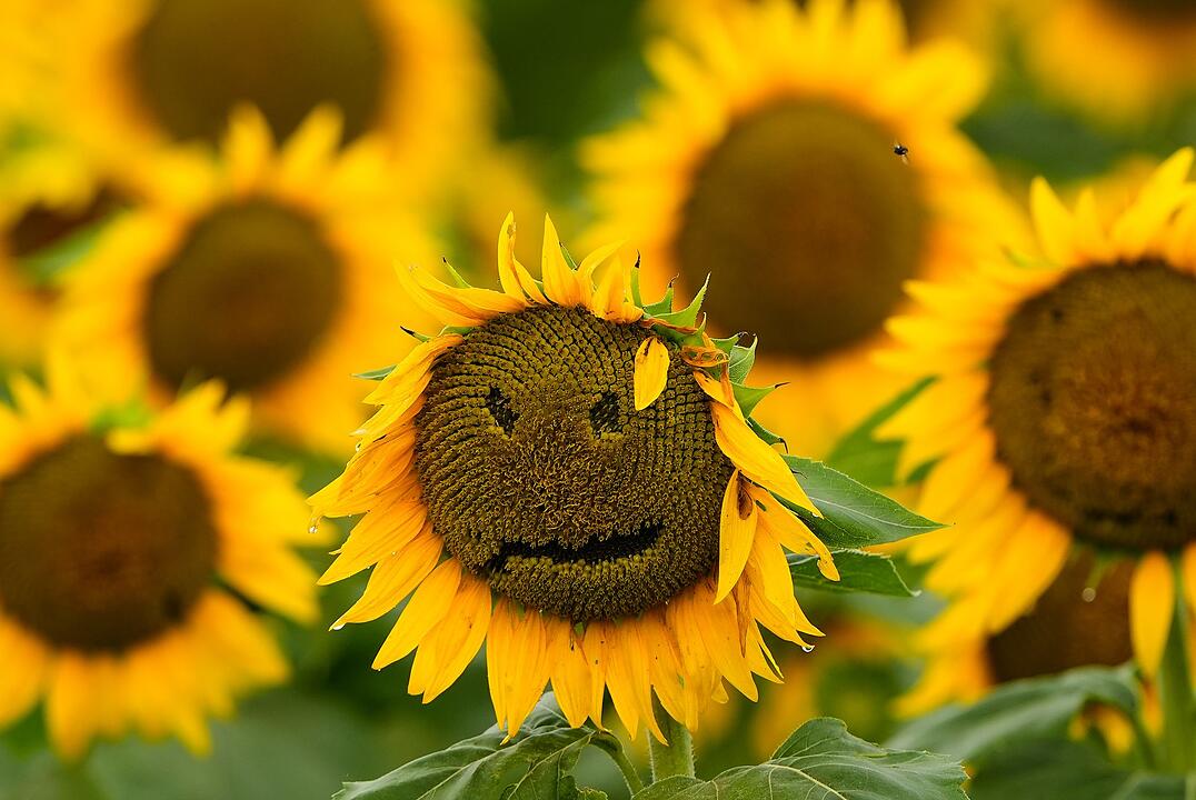 Sonnenblumen in Kansas