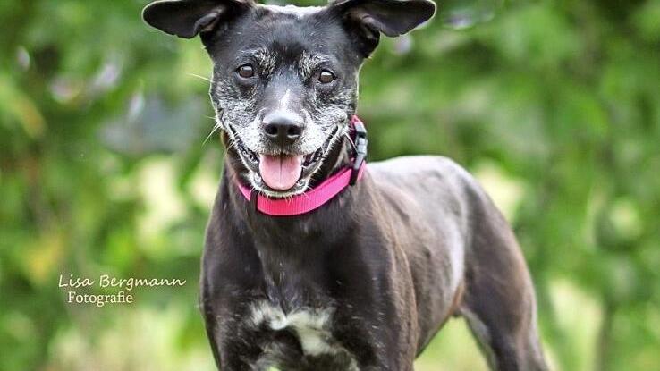 Mia ist sehr zutraulich und gern in der N&auml;he von Menschen. Foto: Lisa Bergmann