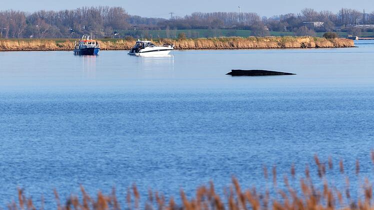 Buckelwal sitzt vor Insel Poel fest