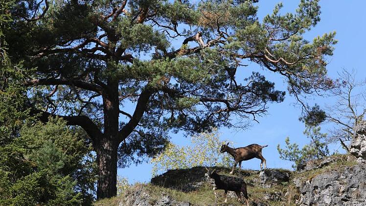 Ziegen vergnügen sich im Kleinziegenfelder Tal.  Foto: Barbara Herbst