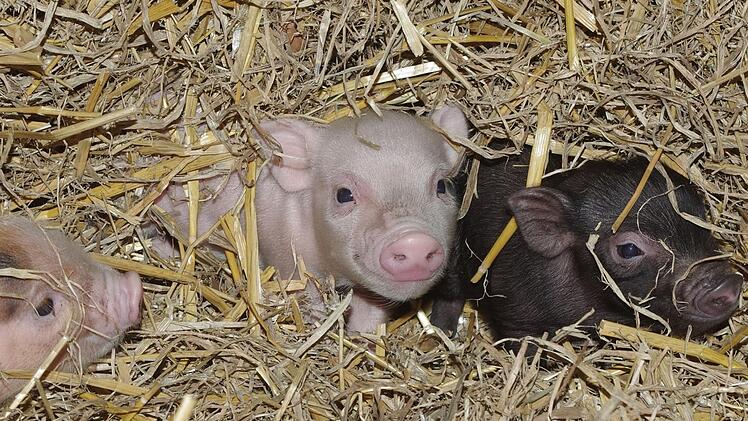 Die im Tiergarten Nürnberg geborenen Minischweine werden auch als "Teacup Pigs" bezeichnet, weil sie so klein wie eine Teetasse sind. Foto: Tiergarten Nürnberg