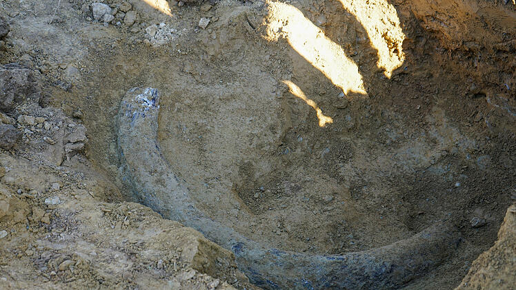 Stoßzahn bei Bauarbeiten im Burgenland gefunden