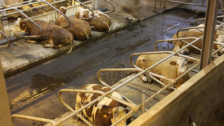 Zu Gast im neuen Stall in Effelter. Foto: Marco Meißner