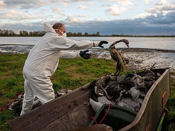 Tote Kraniche: Vogelgrippe erreicht fränkischen Landkreis