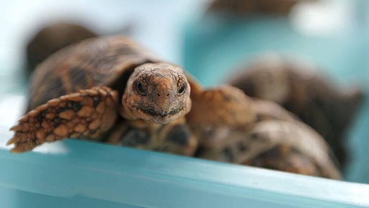 Indische Sternschildkr&ouml;te