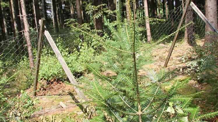 Die Fichten sind natürlich noch vorhanden, aber langsam kommen schöne Jungebestände an Buchen und Eichen und anderen Laubgehölzen nach. Der Umbau erfolgt nach und nach, hat sich Hans Pezold vorgenommen.