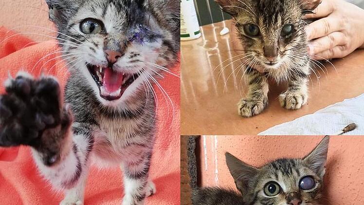 Tierheim Bamberg: Happy End für einäugige Katze