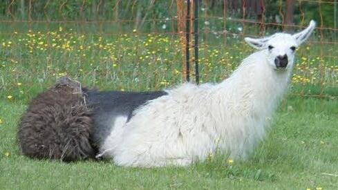 Samuel Müller ist fasziniert von den Lamas. "Lamas sind die Delfine der Weide", schwärmt er und erhofft sich gute Erfolge bei den Freizeiten mit ADHS-Kindern Foto: Sonja Adam