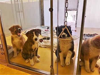 Tierheim N&uuml;rnberg: Ungew&ouml;hnlicher Welpen-Mix erstaunt Tierheim - "Ist uns wirklich ein R&auml;tsel"