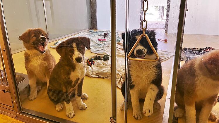 Tierheim Nürnberg: Ungewöhnlicher Welpen-Mix erstaunt Tierheim - "Ist uns wirklich ein Rätsel"