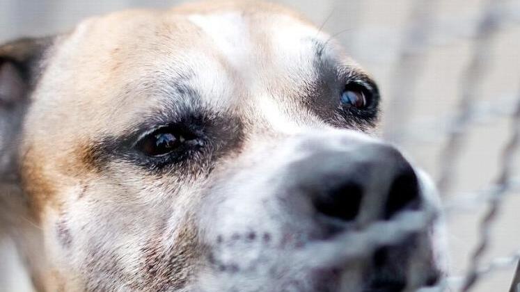 Kampfhunde - hier ein Symbolbild eines Staffordshire-Terrier-Mischlings - kosten künftig in Tettau 250 Euro pro Jahr Steuer. Das beschloss der Gemeinderat in seiner jüngsten Sitzung.  Foto: Archiv/Hauke-Christian Dittrich/dpa