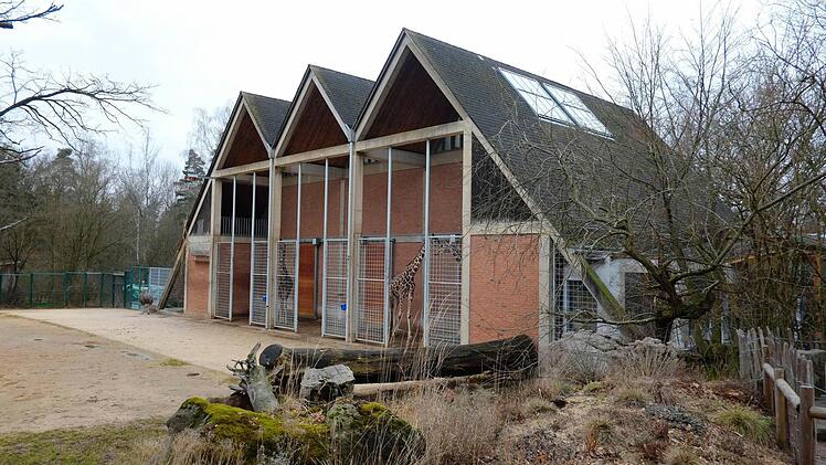 Die Giraffen haben den Winter gut weggesteckt.  Foto: Nikolas Pelke