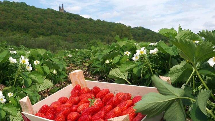 Erdbeeren gehören zu den beliebtesten Obstsorten im Sommer.  Fotos: Veronika Schadeck
