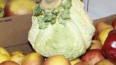 Futterspenden sind gern gesehen.