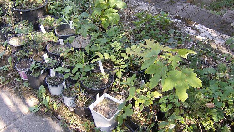 Im Garten der Familie Trautner in Gräfenberg. Foto: Petra Malbrich