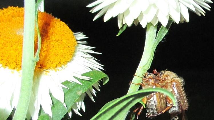 Paarung auf einem Balkon in Redwitz: Was Ilona Vogel als Junikäfer bezeichnet, ist wohl ein Pärchen des Gerippten Brachkäfers, einer Art, die eng mit dem Maikäfer verwandt ist. Foto: Ilona Vogel