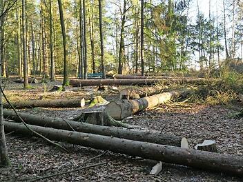 Sorgen um den Wald an der Alexandrinenhütte auf der Senningshöhe macht sich der Thüringerwald-Verein. Rund 80 Prozent der vier Hektar großen Fläche sind vom Borkenkäfer befallen.  Foto: Wolfgang Desombre