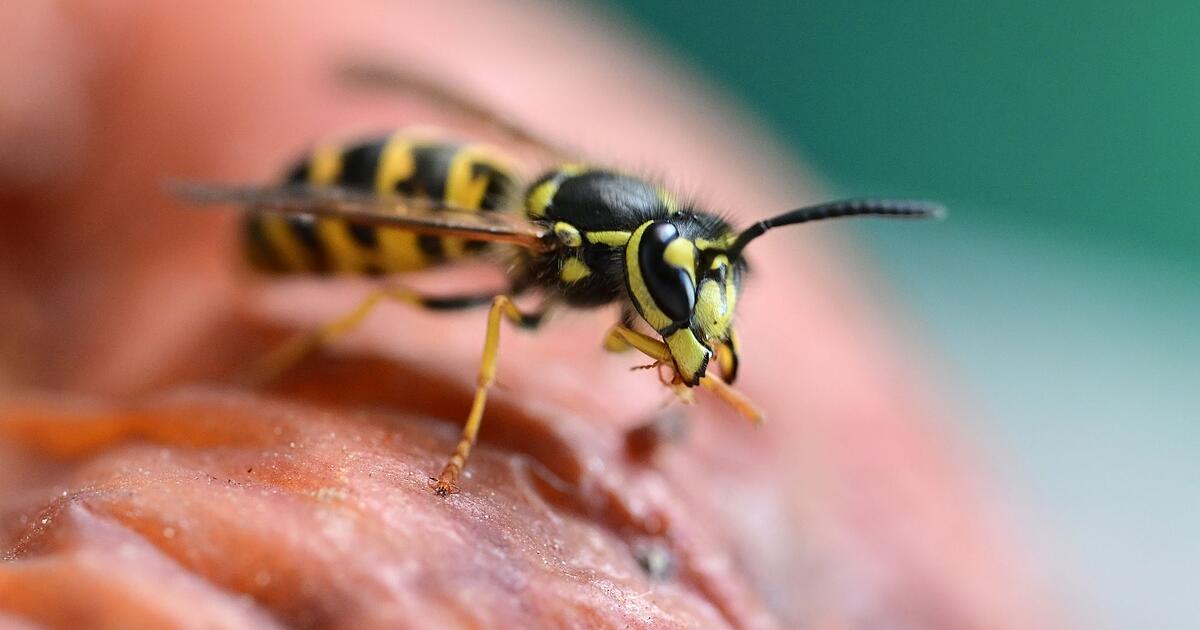 Getting rid of wasps: These smells weren't popular with wasps
