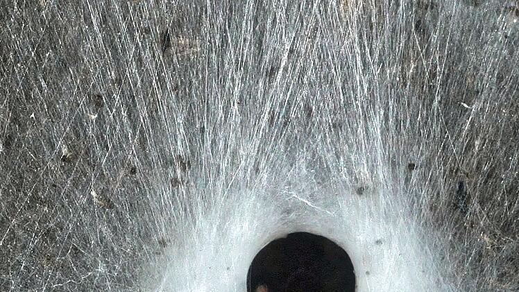 Griechenland: Spinnennetz in Höhle entdeckt